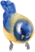 akvarell blå fågel illustration png