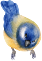 illustration d'oiseau bleu aquarelle png