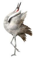 Watercolor Crane bird illustration png