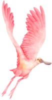 ilustração de pássaro de colhereiro rosa em aquarela png