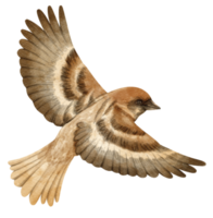 illustration d'oiseau moineau aquarelle png