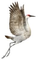 aquarel kraanvogel illustratie png