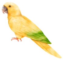 Watercolor golden conure bird illustration png