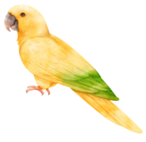 aquarell goldene conure vogelillustration png