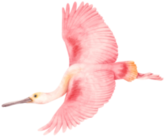 aquarel roze lepelaar vogel illustratie png