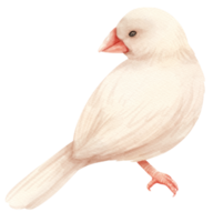 Watercolor finch bird illustration png
