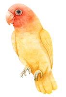 Watercolor lovebird illustration png