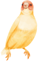 ilustración de pájaro pinzón gouldian acuarela png