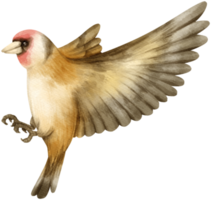 illustration d'oiseau chardonneret aquarelle png