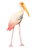 Watercolor painted stork bird illustration png