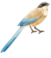 illustrazione dell'uccello della gazza dalle ali azzurre dell'acquerello