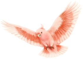 aquarel roze kaketoe vogel illustratie png