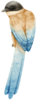 ilustração de pássaro pega de asas azuis em aquarela png