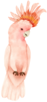 akvarell rosa kakadua fågelillustration png