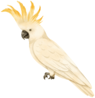 Watercolor sulphur-crested cockatoo bird illustration png