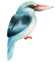 illustration d'oiseau martin pêcheur à poitrine bleue aquarelle png