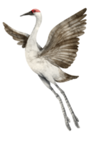 Watercolor Crane bird illustration png