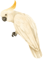 akvarell svavel-crested kakadua fågel illustration png