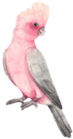 galah oiseau cacatoès rose et gris aquarelle peinte png