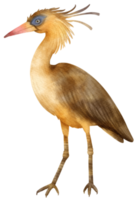 illustrazione dell'uccello dell'airone fischio dell'acquerello png