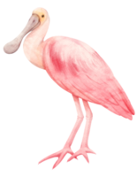 Watercolor roseate spoonbill bird illustration png