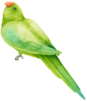 ilustración de pájaro loro perico acuarela png