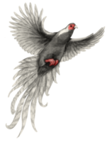 aquarelle oiseau faisan argenté illustration png