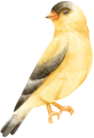 illustration d'oiseau chardonneret aquarelle png