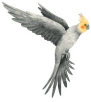 akvarell cockatiel fågel illustration png