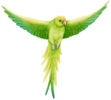 Watercolor parakeet parrot bird illustration png