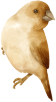 illustrazione dell'uccello dell'acquerello png