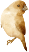 aquarel vogel illustratie png