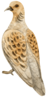 ilustración de pájaro paloma acuarela