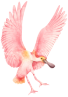 Watercolor roseate spoonbill bird illustration png