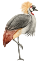 Watercolor grey crowned crane bird illustration png