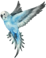 Watercolor budgie parakeet bird illustration