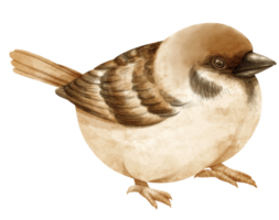 ilustração de pássaro pardal em aquarela png