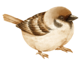 aquarell spatz vogelillustration png