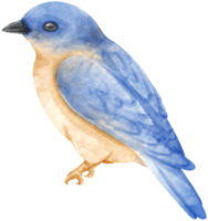 Watercolor blue bird illustration png