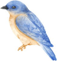 ilustração de pássaro azul aquarela png