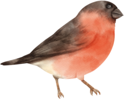 illustration d'oiseau bouvreuil aquarelle png