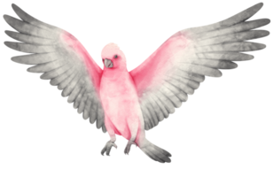 galah pássaro rosa e cinza cacatua pintada em aquarela