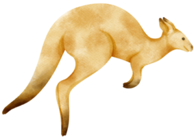 Watercolor kangaroo illustration png