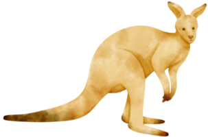 illustrazione del canguro dell'acquerello png