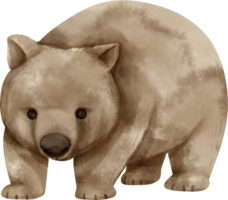 aquarell-wombat-illustration png
