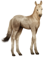 ilustração de aquarela de cavalo png