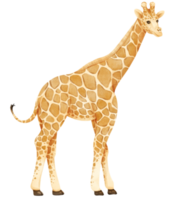 girafe savane animaux illustration aquarelle png