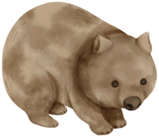 Watercolor Wombat illustration png