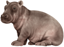 hipopótamo vida silvestre animales acuarela ilustración png