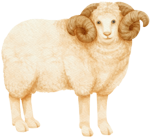 ovejas acuarela animales de granja png